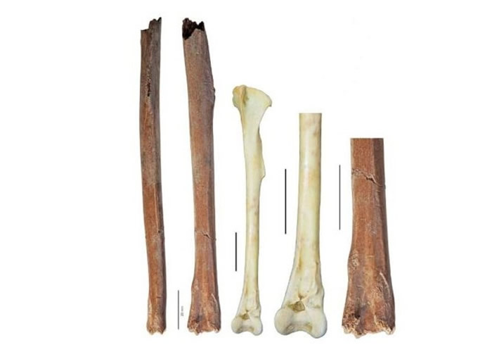 腿骨化石。