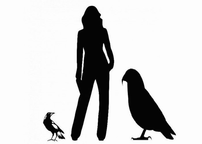 巨型鹦鹉估计有半人高。