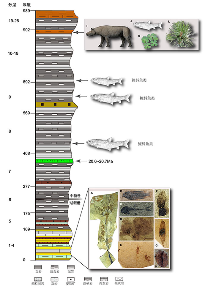 藏北伦坡拉盆地古近纪-新近纪丁青组岩性序列和化石层及其所含化石类型