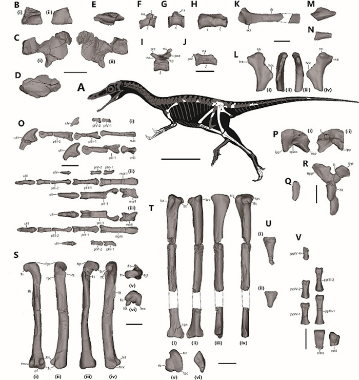意外石树沟爪龙正型标本及骨骼线图。比例尺分别为200毫米（骨骼线图）和20毫米（化石）（秦子川供图）