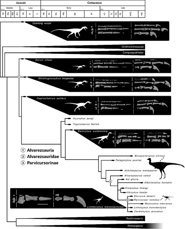 在系统演化树上呈现的阿尔瓦雷斯龙类前肢演化和体型演化历程（秦子川供图）