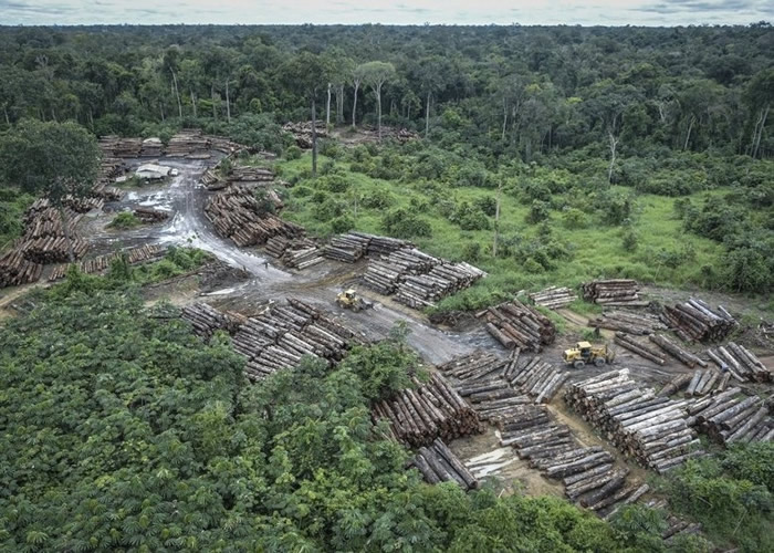 亚马逊森林的砍伐程度被指大幅度增加。