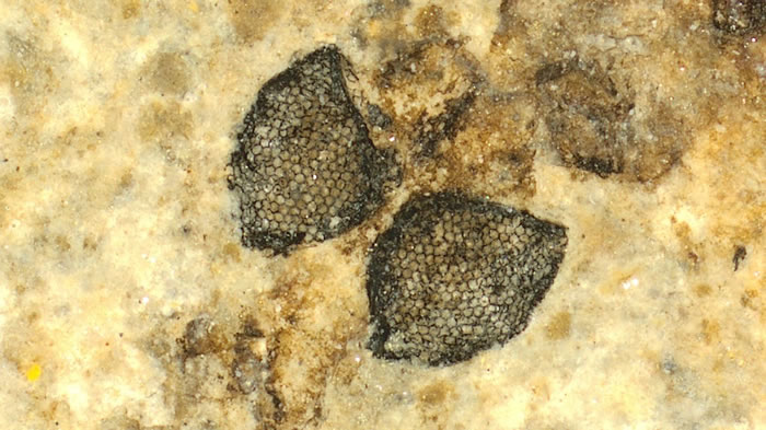 从丹麦富尔地层中发现的有5400万年历史的大蚊眼睛化石，呈现了其复眼中规律排列的六角形小眼，最宽处约1.25毫米。图片来源：《自然》
