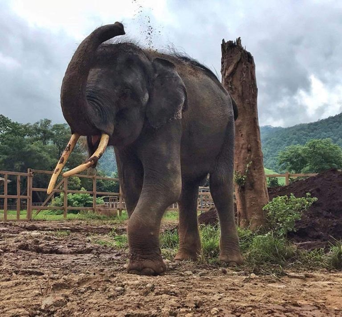 没有铁链捆绑的归宏，8月8号在大象自然公园园区内往自己背上扔泥土。 PHOTOGRAPH BY SAVE ELEPHANT FOUNDATION