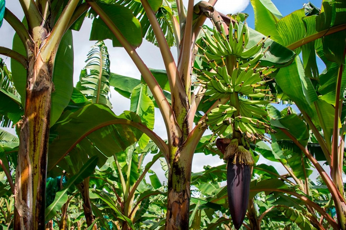 瓜德罗普一座种植园里的多年生香蕉，摄于2018 年 4月 10 日。 一种致命的真菌威胁着这种黄色香蕉的未来，这些香蕉几乎全部都销往美国。 PHOTOGRAPH