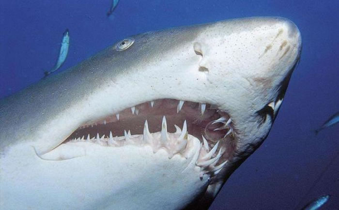 鲨鱼在地球上生活已4亿多年，当它们死亡后尸体会沉入海底，软骨溶化，牙齿脱落到海底，并在牙齿上覆盖沙质沉积物，能够有效阻止氧气和有害细菌侵入牙齿，并在大约1万年的
