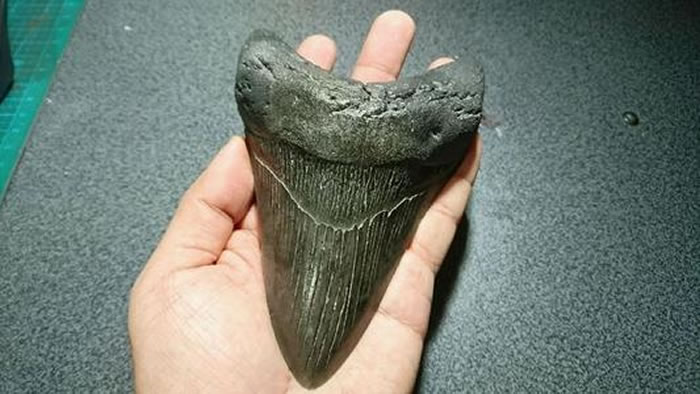 图中是一颗具有收藏价值的巨齿鲨牙齿化石。