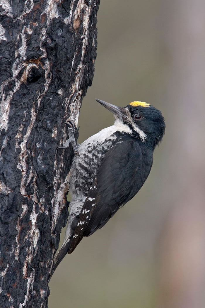 黑背啄木鸟喜欢在靠近未燃烧树木的火后森林焦地筑巢。 PHOTOGRAPH BY ROBERT ROYSE, MINDEN PICTURES