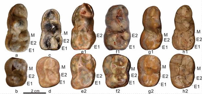 非洲郊熊a-f，亨氏郊熊g和印度熊h牙齿结构变异对比图。图中M代表下后尖，E1为后侧下内尖，E2为前侧下内尖（江左其杲）