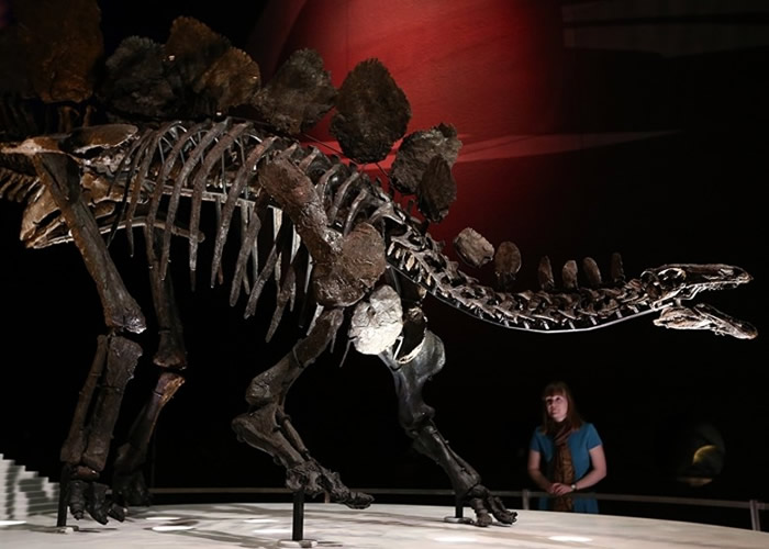 伦敦自然历史博物馆研究剑龙化石。