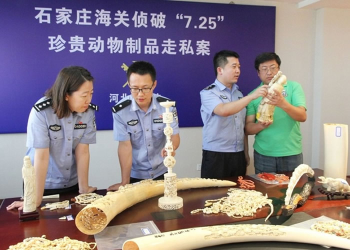 中国海关接连查获由日本偷运入境的象牙。