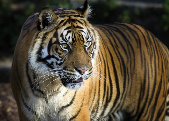 “TRAFFIC”：2000年起有2359只濒危老虎被猎杀及非法贩卖