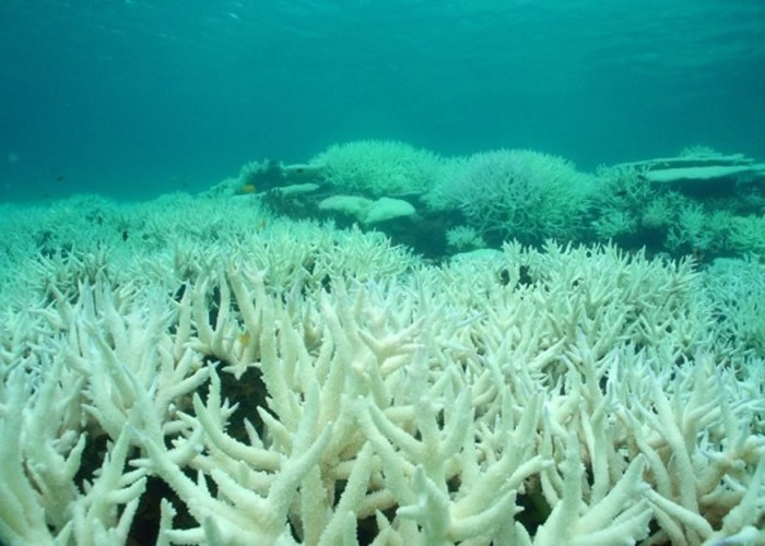 大堡礁白化问题严重。
