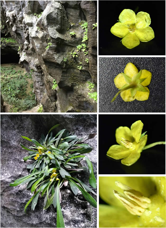 国际植物分类学期刊《PhytoKeys》：对生物多样性热点地区的研究彰显中国植物的多样性和特有性