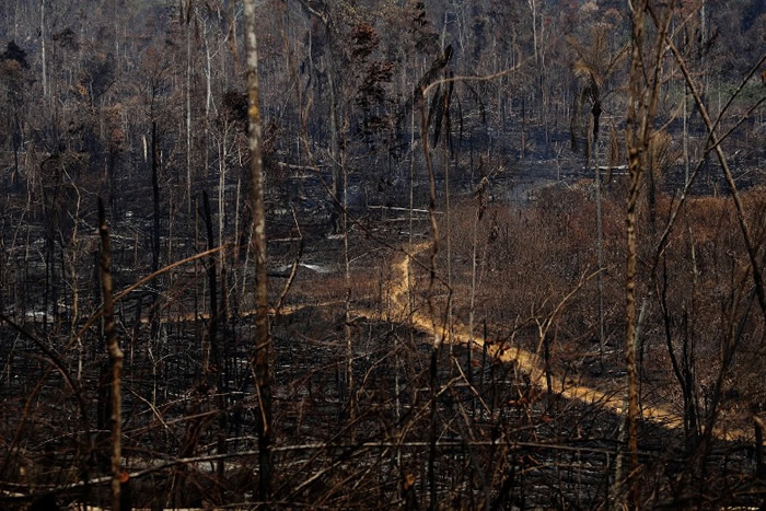 民众担忧非洲雨林同样面临野火肆虐的危机