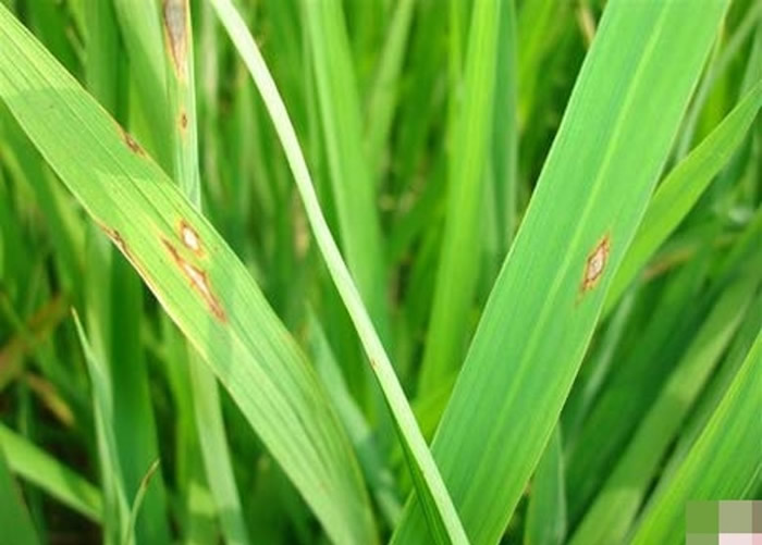 南京农业大学研究团队成功复制出调控水稻先天免疫的新基因OsCNGC9 助农民抵抗稻瘟病