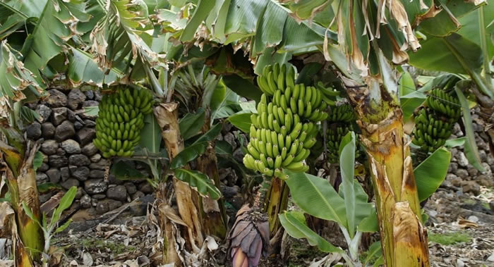 气候变化或将导致2050年香蕉完全消失