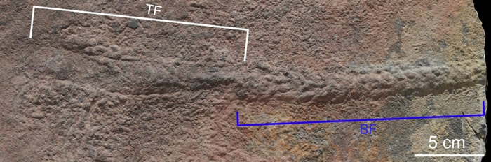 穗状夷陵虫化石（BF）和死亡前形成的遗迹（TF）