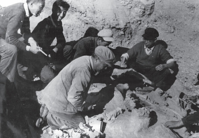 1954年丁村犀牛化石发掘现场