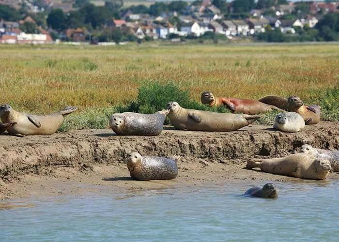 英国伦敦泰晤士河口惊现138小海豹 反映生态系统恢复