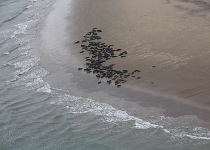 英国伦敦泰晤士河口惊现138小海豹 反映生态系统恢复