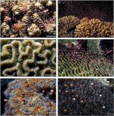 同步产卵的崩溃无声地威胁着红海珊瑚礁中的珊瑚生存