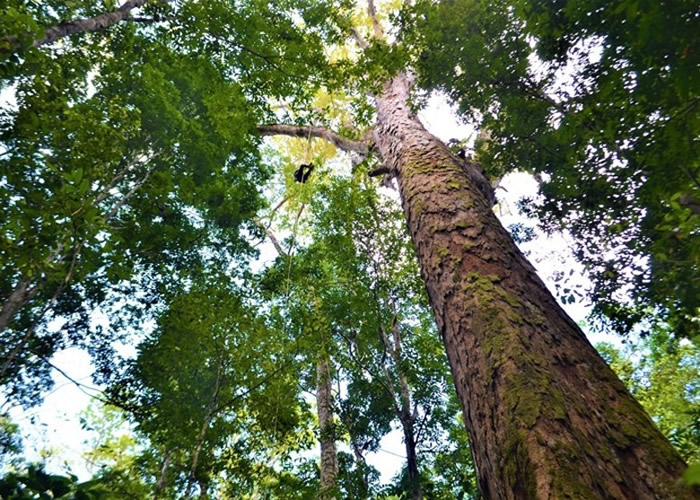 亚马逊雨林最高大的树幸未遭火噬 巴西极右总统博尔索纳罗炮轰马克龙