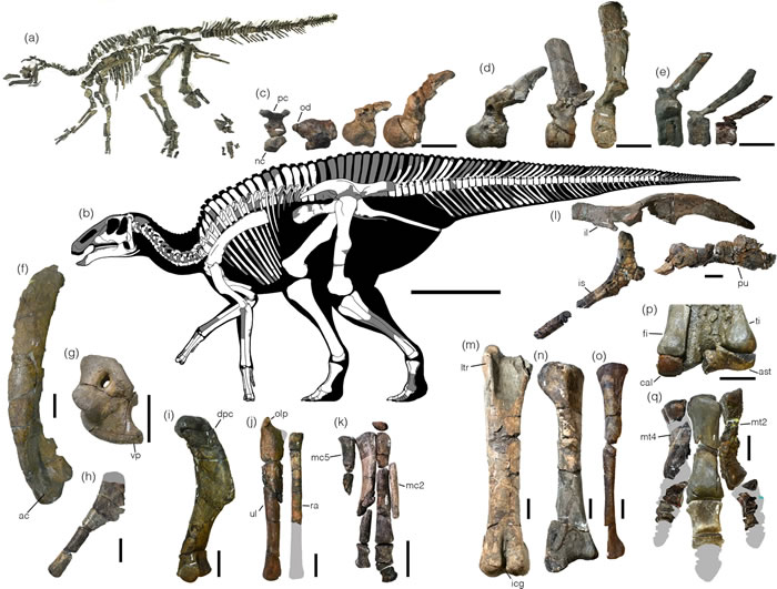 日本北海道发现的晚白垩世鸭嘴龙新属种Kamuysaurus japonicus揭示恐龙多样性