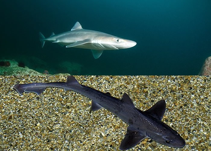 样本验出含有白斑角鲨（上图）和宽鼻星鲨（下图）的肉。