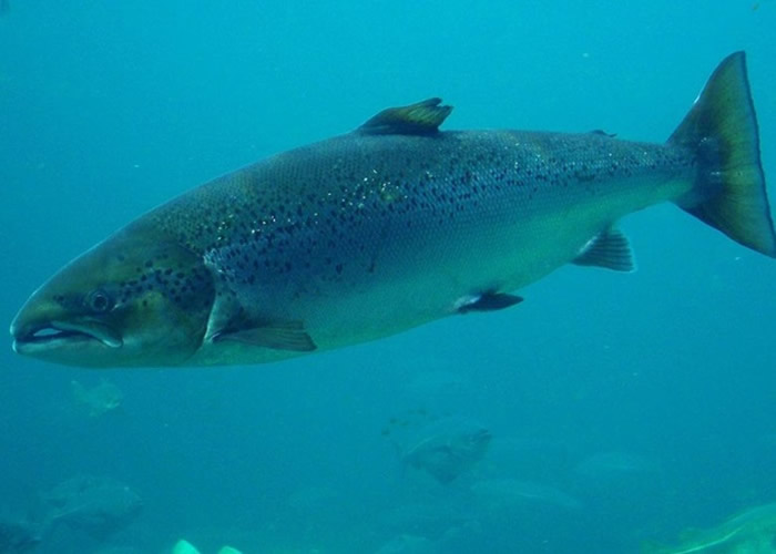 大西洋鲑年捕获量80万跌至去年5万 英国河流三文鱼面临绝种