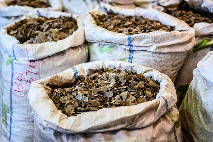 香港海关官员于二月查获了八吨来自奈及利亚的穿山甲鳞片，凸显出这种非法交易的规模之大。 PHOTOGRAPH BY ANTHONY WALLACE, AFP/GE