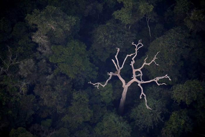 亚马逊雨林制造全世界20%的氧气？科学家指太过高估了 可能只在零附近徘徊