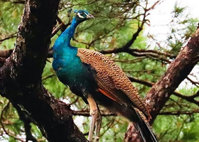 日本冲绳宫古岛上印度孔雀泛滥 对当地濒危物种、农作物造成威胁