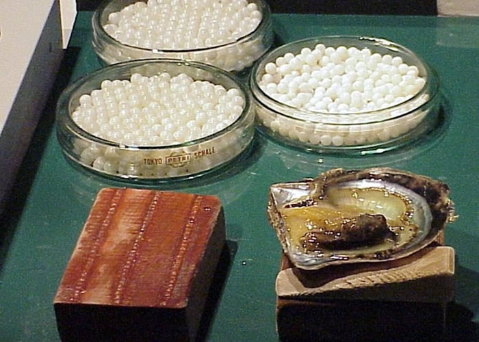 日本三重县志摩市英虞湾用于培育珍珠的阿古屋贝（珍珠贝）大量死亡 疑水温过高致食物减少