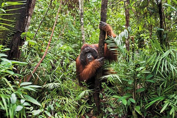 东加里曼丹是红毛猩猩等稀有物种的栖身地。