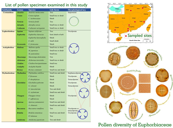 研究标本列表、采集地区与关键结果（大戟科花粉类型多样性）