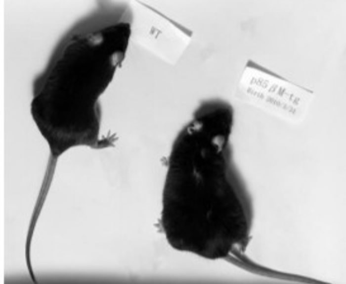 右方的是注入了新基因的实验鼠。
