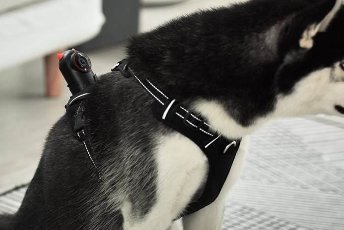 加拿大狗主人发明让毛孩随身佩戴的智能摄影机Petnow