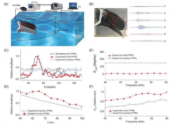 江豚物理模型的指向性声波束实验测量