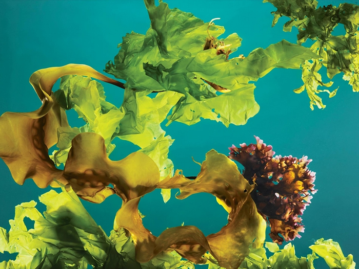 缅因外海采收的海带 （kelp）、爱尔兰红藻（Irish moss）和石莼（sea lettuce）。 PHOTOGRAPH BY REBECCA HALE,