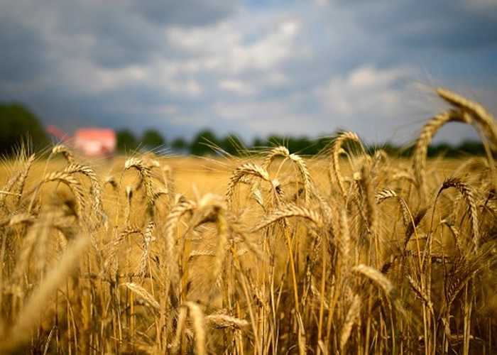 最新研究发现拥有丰富遗传特质的野生小麦产生耐热性以适应暖化环境