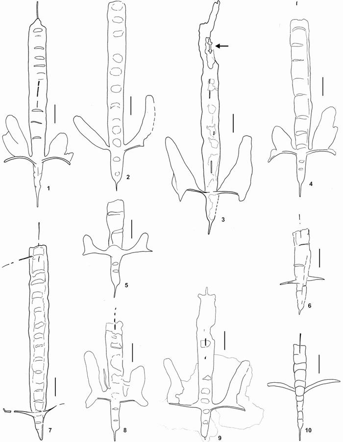 新属：小翅笔石属Alulagraptus gen. nov.