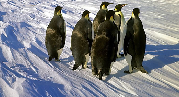 “企鹅基因组联盟” 国际项目的科学家完成对所有现代企鹅物种基因组的测序工作
