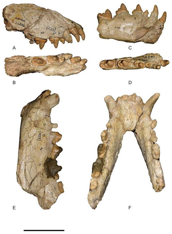 巨颌戈壁犬Gobicyon macrognathus （江左其杲 供图）