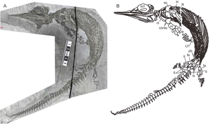 图1.完整的巢县巢湖鱼龙标本（AGB6256）。(A)化石标本照片。（B）近似骨骼结构图。比例尺为1:5