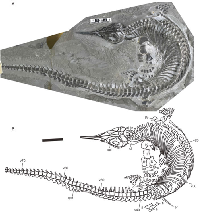 图2.短腿巢湖鱼龙的模式标本（AGB7401）。(A)化石标本照片。（B）近似骨骼结构图。