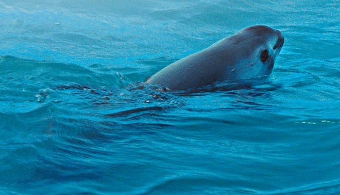 小头鼠海豚身长大约1.5公尺，是一种短小健壮的动物。 PHOTOGRAPH BY NATIONAL GEOGRAPHIC