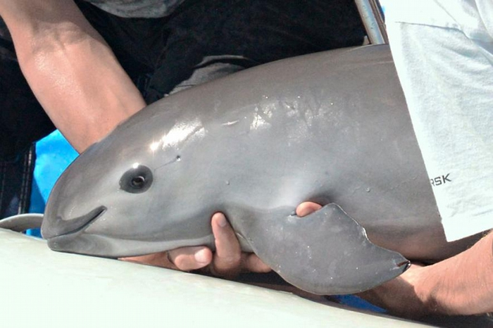 这只称为「V01F」的年轻雌性小头鼠海豚在VaquitaCPR任务期间被捕捉。 该任务是一项紧急行动，将一些濒危鲸豚类动物安置在受保护的滨海围栏里。 VAQUI