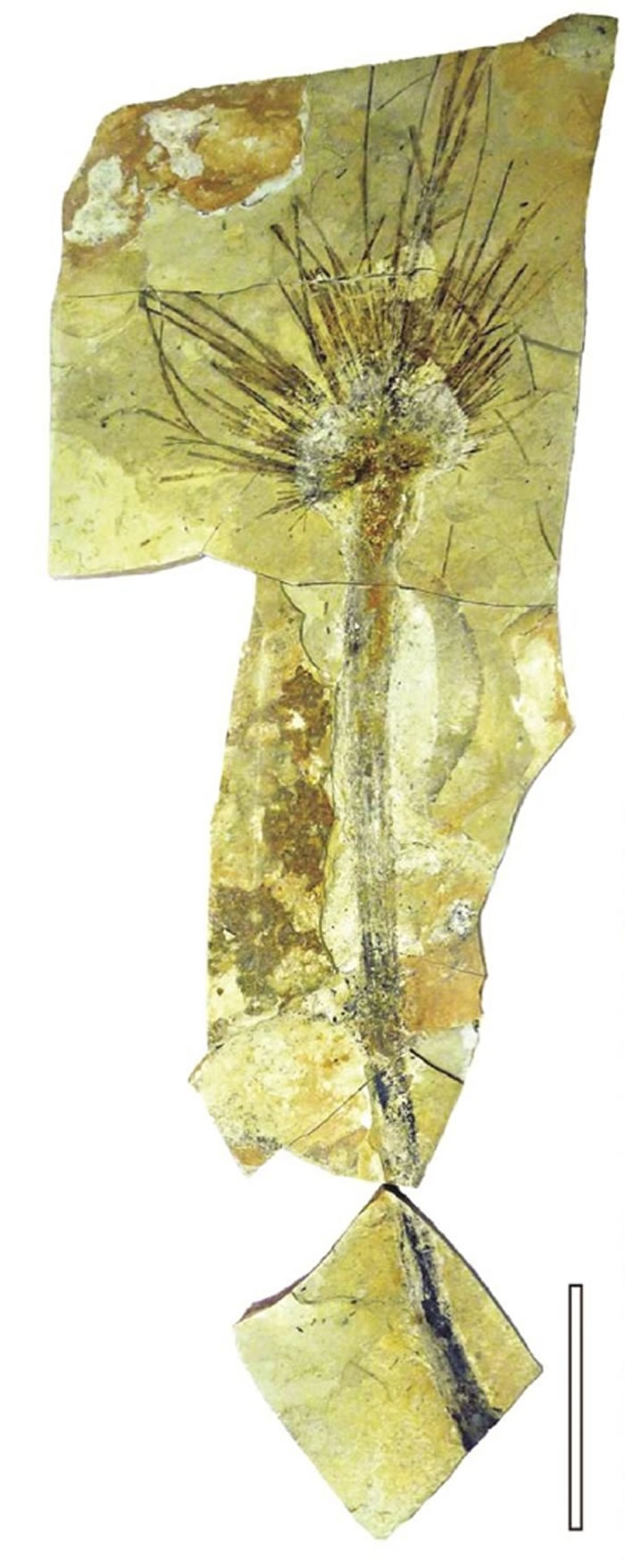 图为西藏似沙巴棕化石，比例尺10厘米。