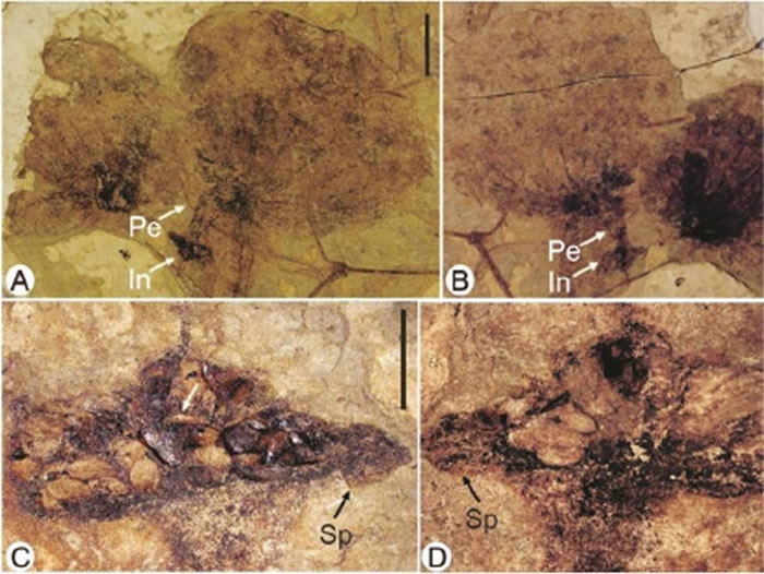 图为伦坡拉盆地的长梗似浮萍叶化石。A、B为主标本整体，比例尺1厘米；C、D为化石果序，比例尺1毫米。